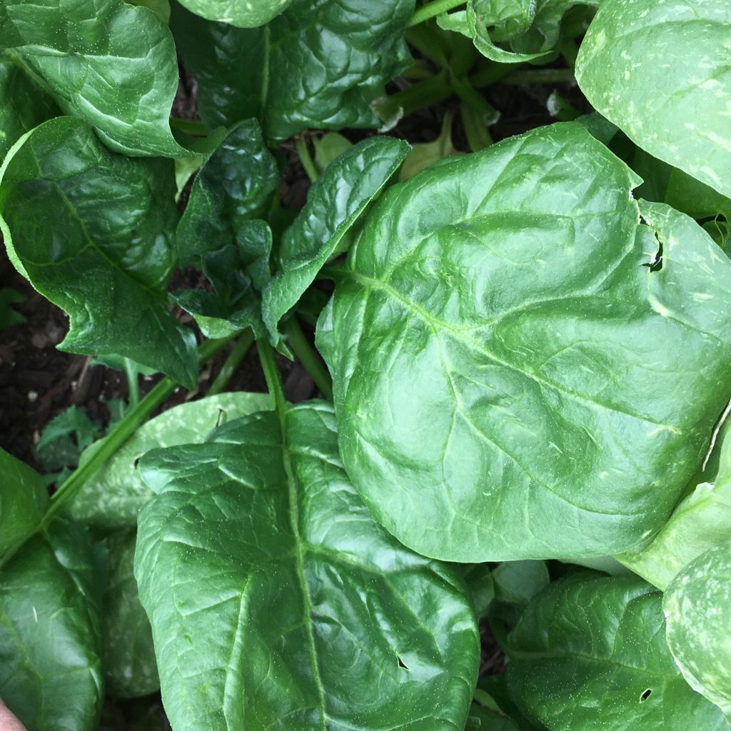 Giant Noble Spinach Seeds, NON-GMO, Giant Leaf, Heirloom, 