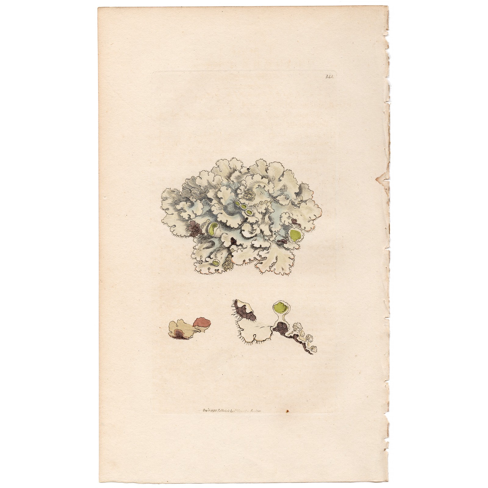 Antique 1796 Sowerby English Botany handcolored engraving 341 Pearly Lichen