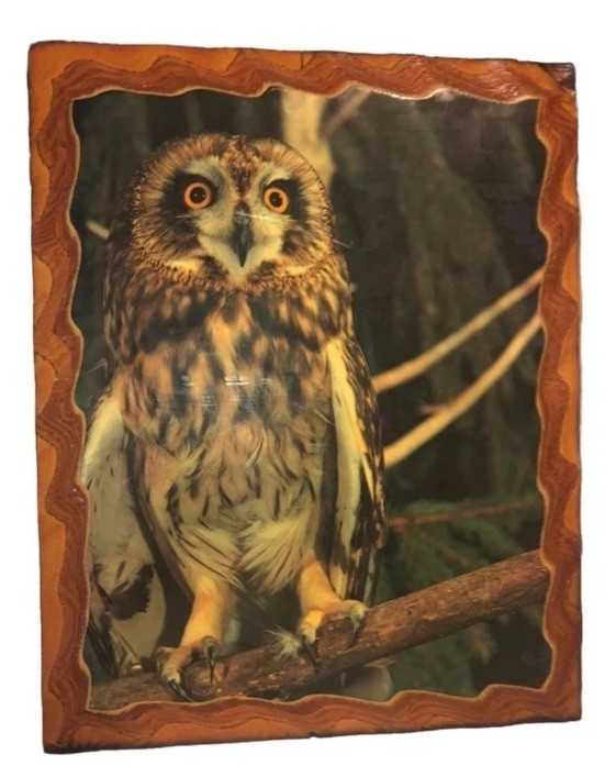 Adorable Vintage MCM Short Eared Owl Shellac Wood Large Wall Plaque 19“ X 16“  