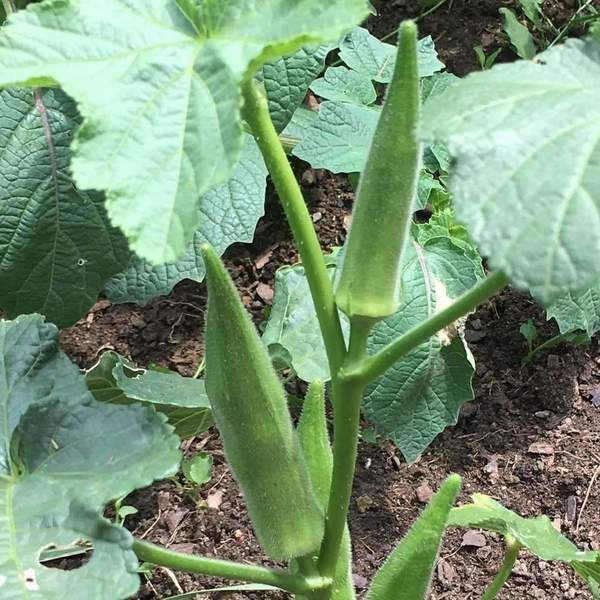 Emerald Okra Seeds, Velvet, Variety Packet Sizes, BEST OKRA, 