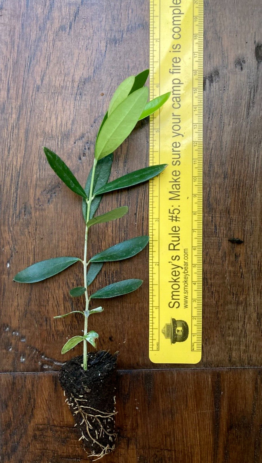Arbequina Olive Tree (Olea europaea) 1 Live TC Plant/Plug –3-6 inches - Edible