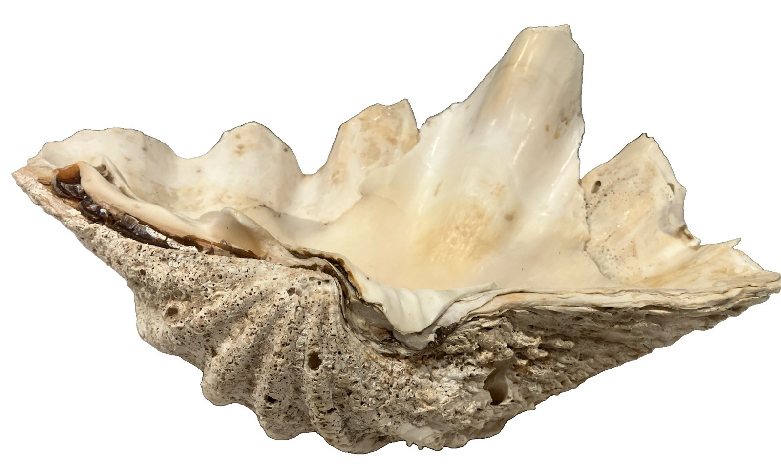 Vintage 1950 Giant Clam Shell Half – 7 lbs, Approx. 12\