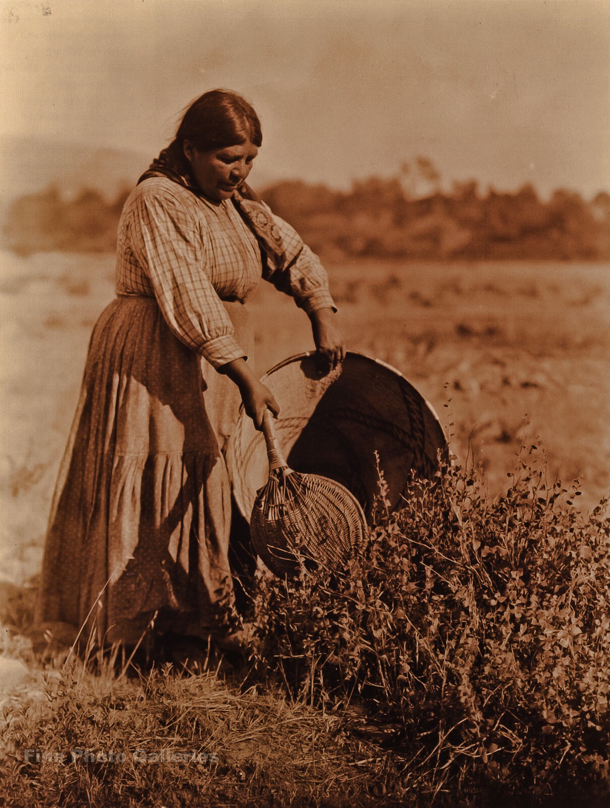1924/90 EDWARD CURTIS Pomo Indian Woman Gathering Seeds GOLDTONE Photo Art 12x16