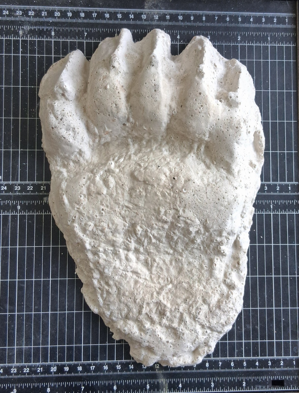 Bear: Adult Grizzly Bear footprint cast replica Alaska #1