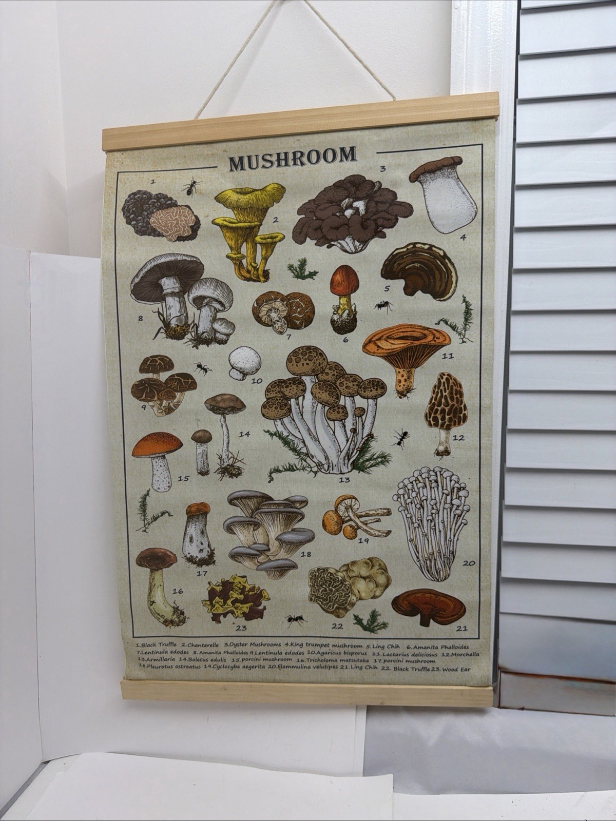 Vintage Mushroom Botanical Canvas Wall Hanging Scroll Poster Chart 16x24 Decor