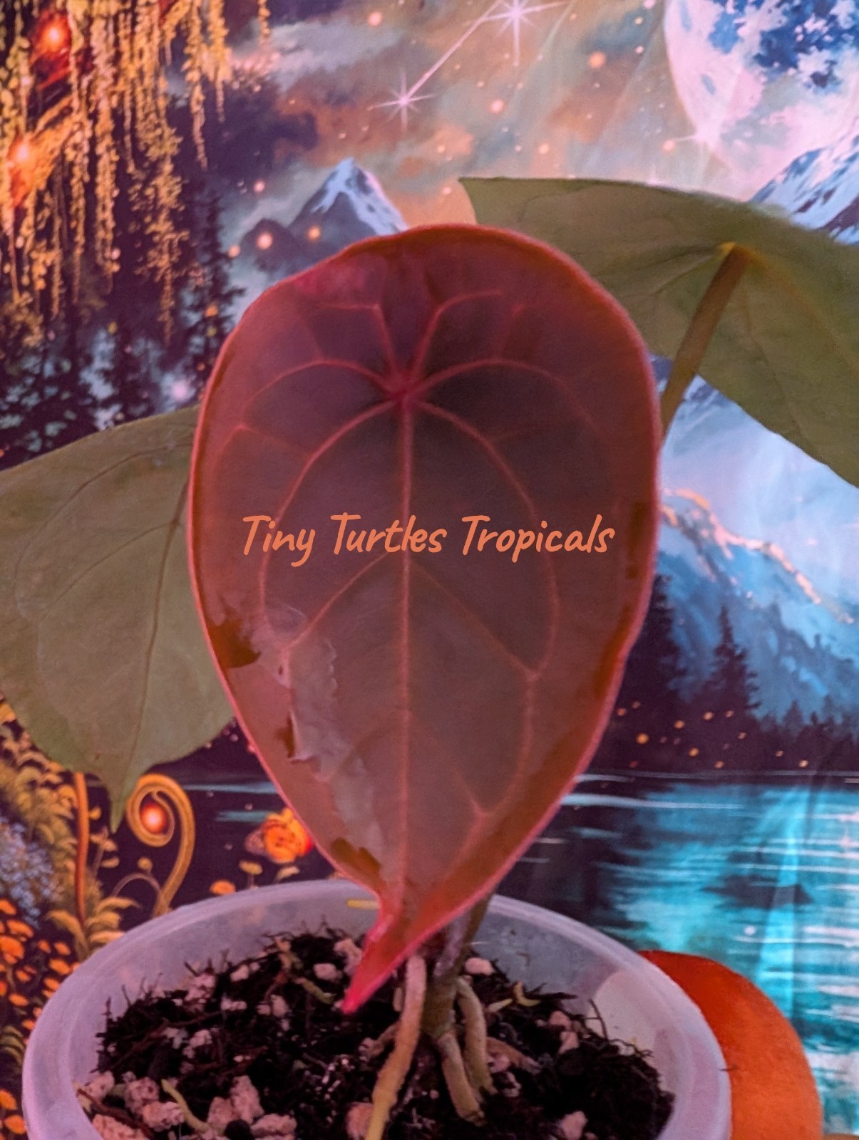 Anthurium Red Spider CLOSED SINUS one-leaf