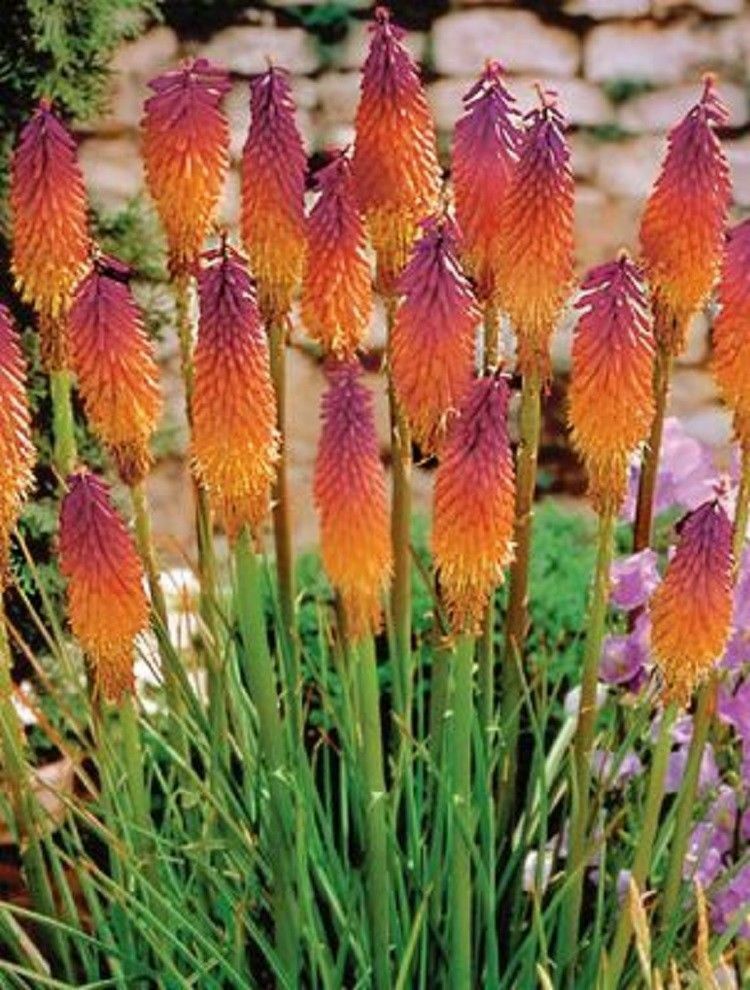 25 Orange Purple Hot Poker Torch Lily Flower Seeds Perennial Seed 