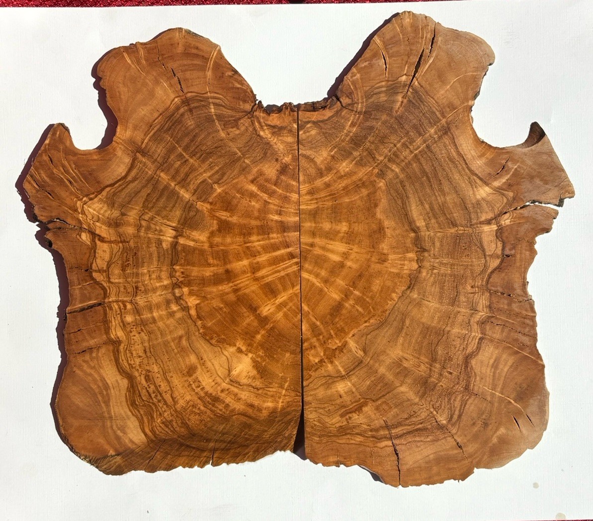 Live Edge Natural California Olive Burl Cross Cut Scales -Wood Slab Natural