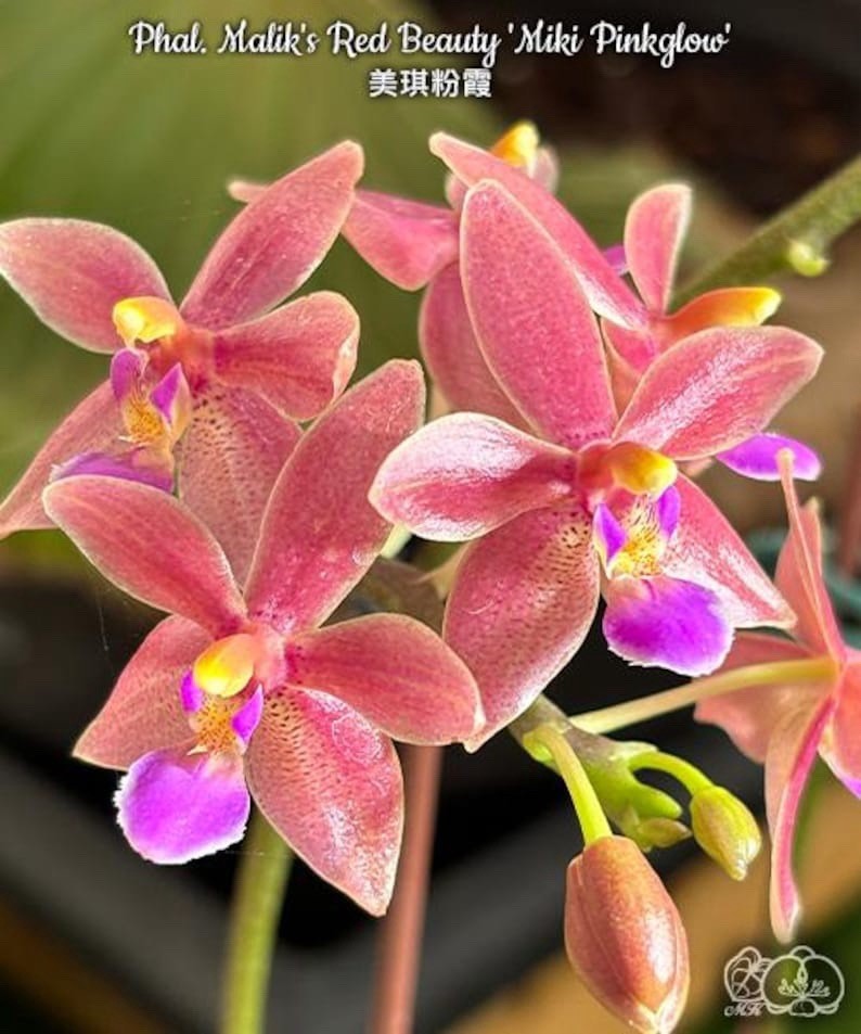 Phal. Malik\'s Red Beauty \'Miki Pinkglow\', multiflora adorable flowers, fragrant