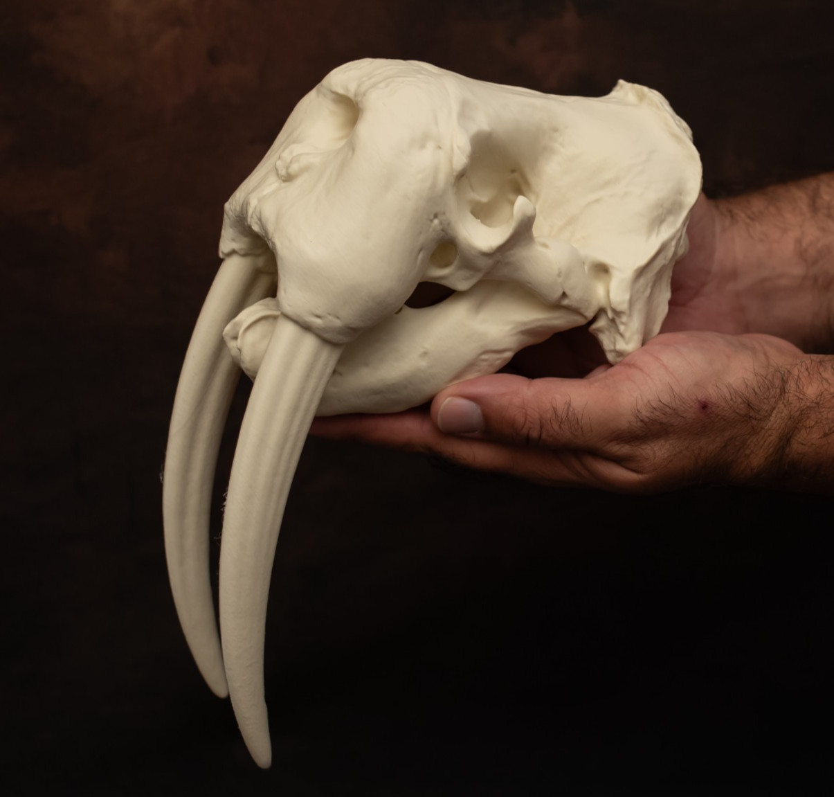 Walrus Skull Replica Giant Tusks Marine Mammal Display Bone Colour 27cm