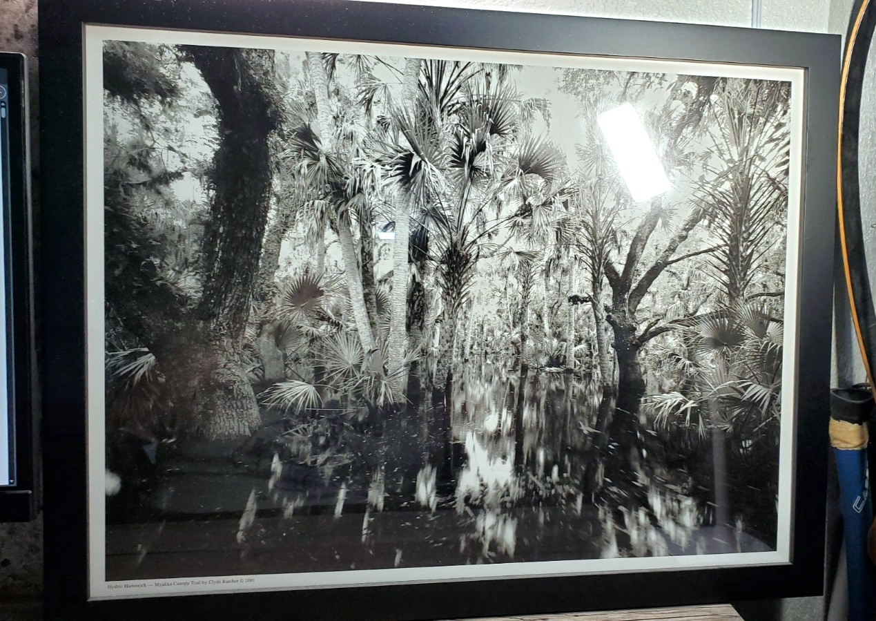 Clyde Butcher 2001 Hydric Hammock Myakka Canopy Trail Framed Print 23x17¾