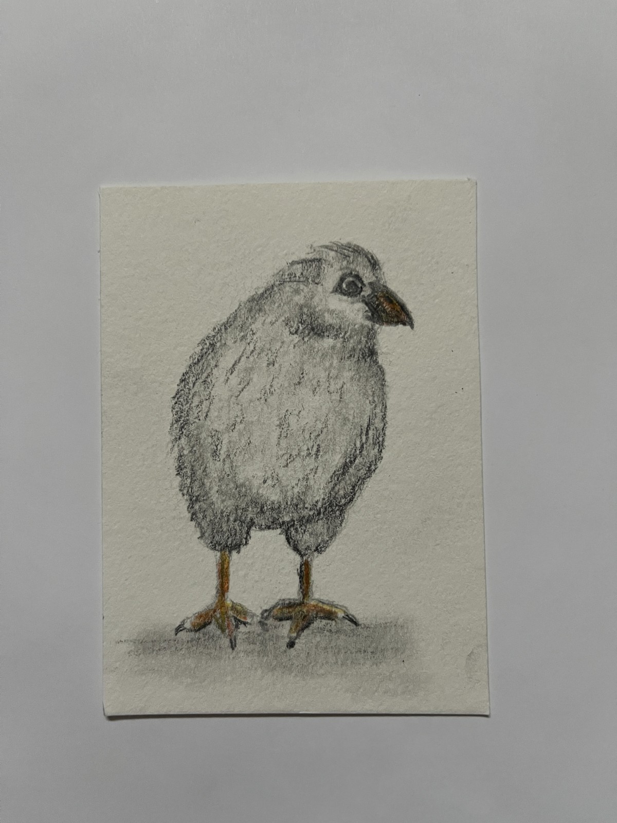 ACEO Original Art Graphite & Charcoal Drawing Baby Bird ATC by Smlldog