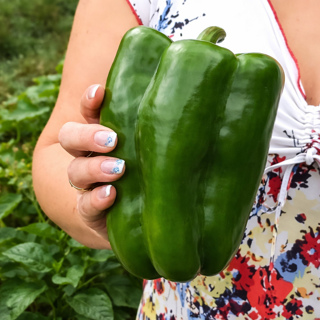100 Heirloom Emerald Giant Pepper Seeds - Giant Sweet Green Bell Pepper -No Heat