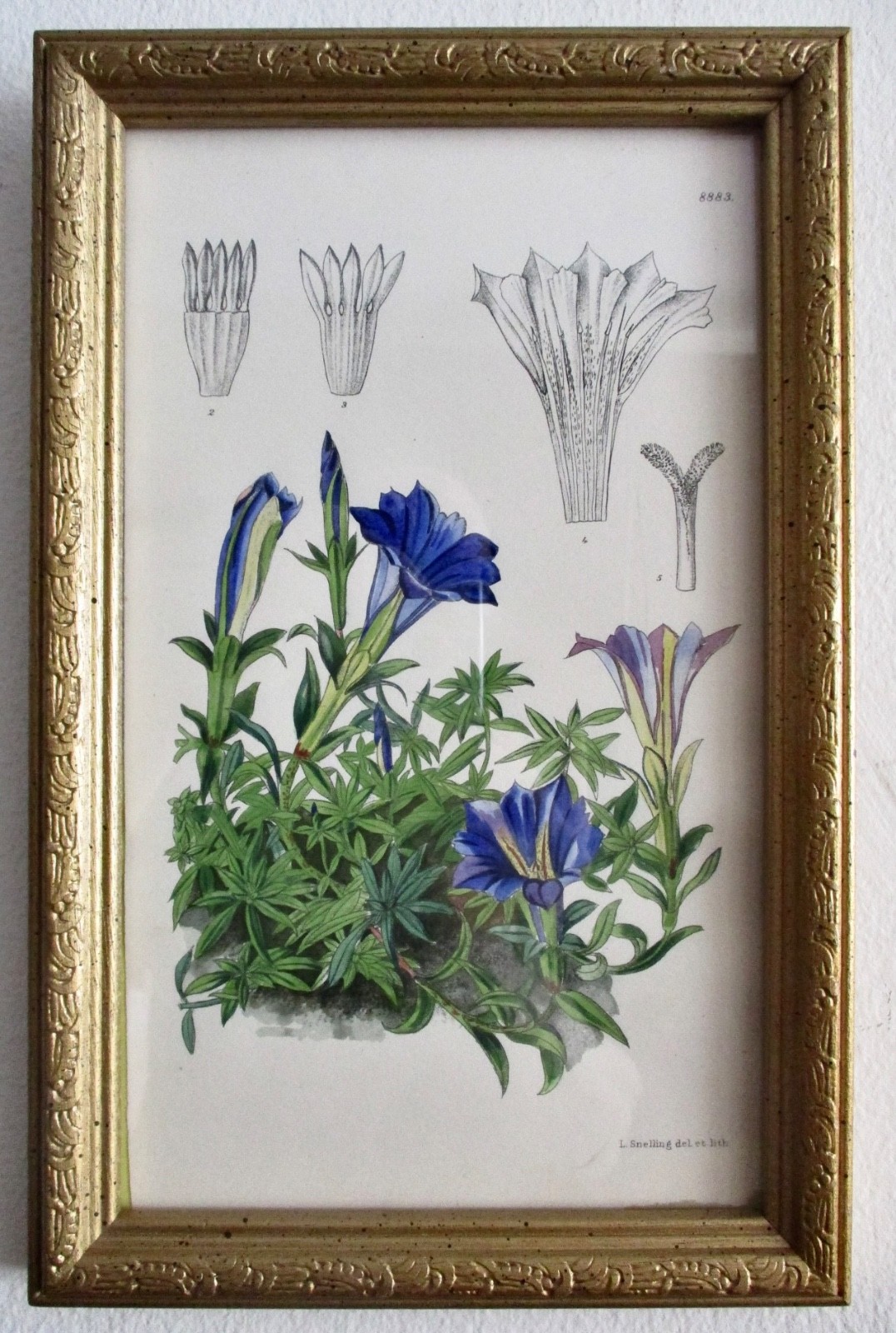 Antique Hand-Colored Floral Lithograph from Britain Circa. 1900