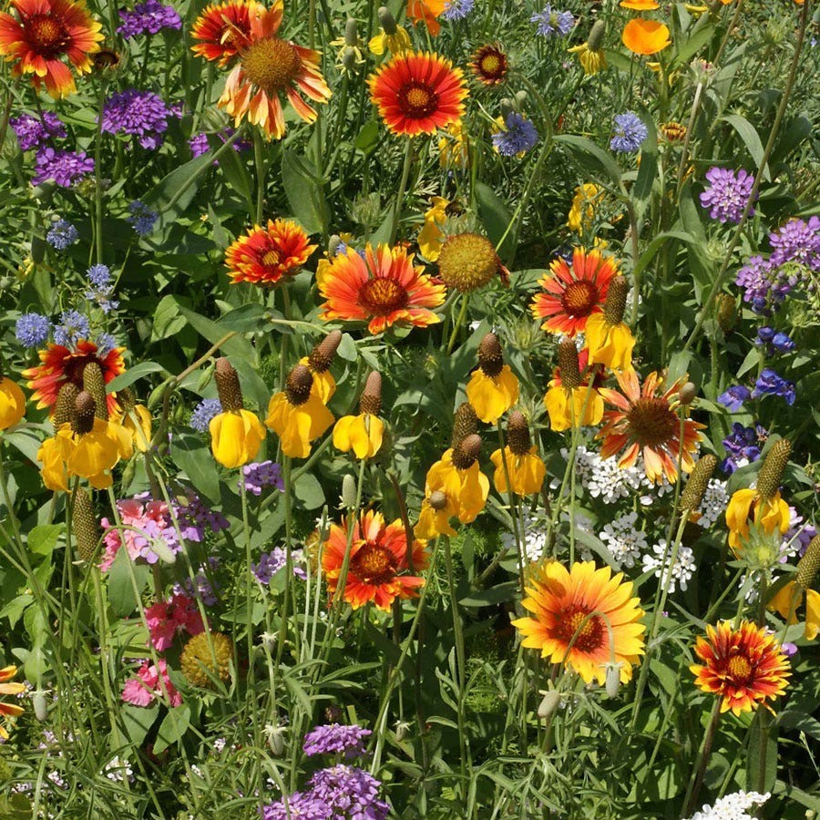 Western Wildflower Mix Seeds, 19 Stunning and Beautiful Species, 