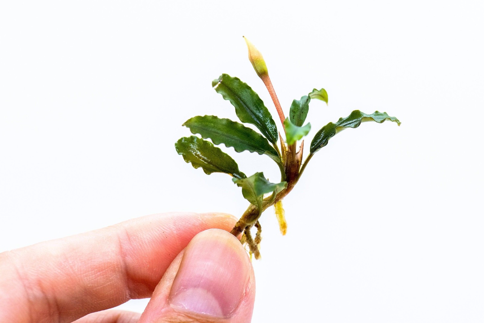 Buy 2 Get 1 Free - Random Bucephalandra Plant | Rare Live Buce Aquarium Plant | Buy 2 Get 1 Free - Random Bucephalandra Plant | Rare Live Buce Aquarium Plant |
