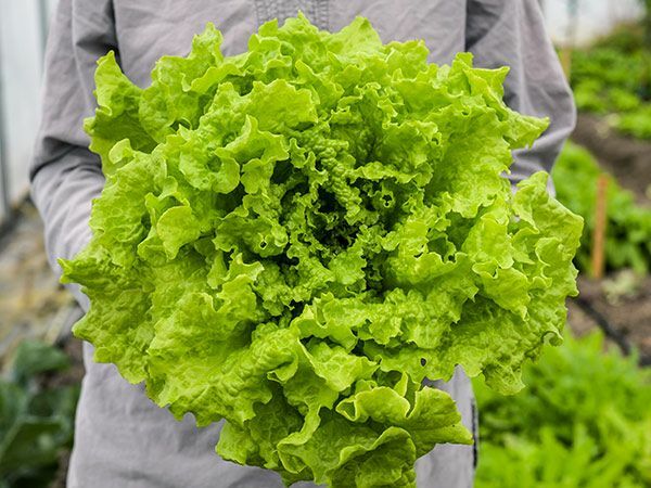 1000 BLACK SEEDED SIMPSON LETTUCE SEEDS ~ heirloomseedguy ~ 2027 ~ NON-GMO