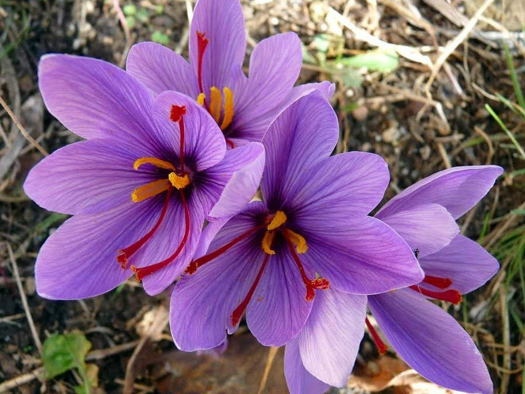 12 Crocus Sativus-\