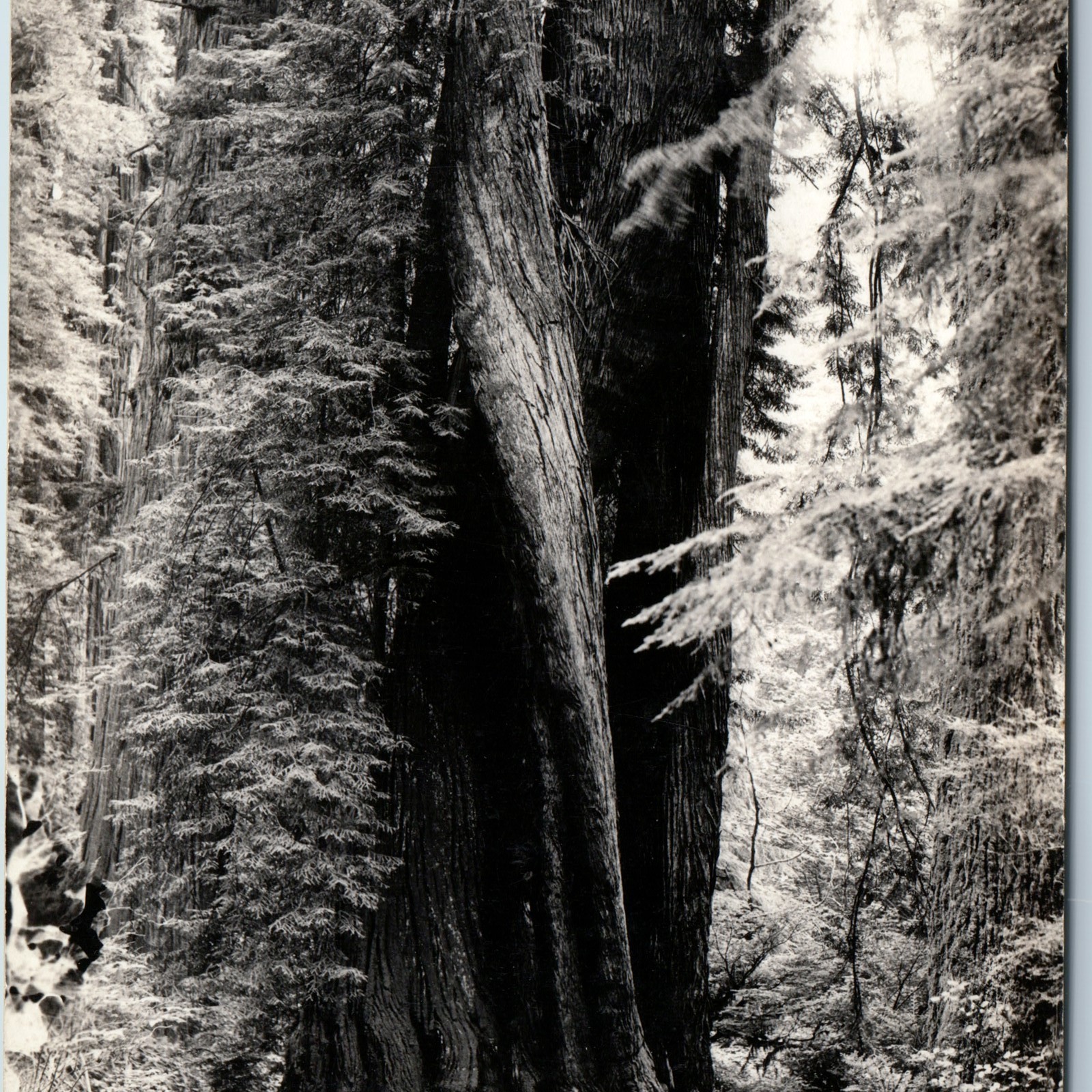 c1930s Prairie Creek State Park CA Cork-Screw Redwood Tree RPPC Art Ray Photo