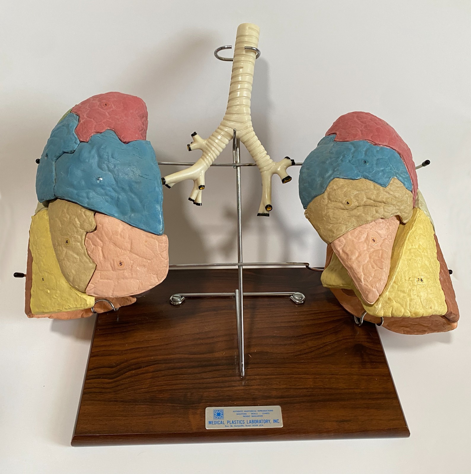 Medical Plastics Laboratory Lung Model on Stand - Anatomy Foam Sections Vintage