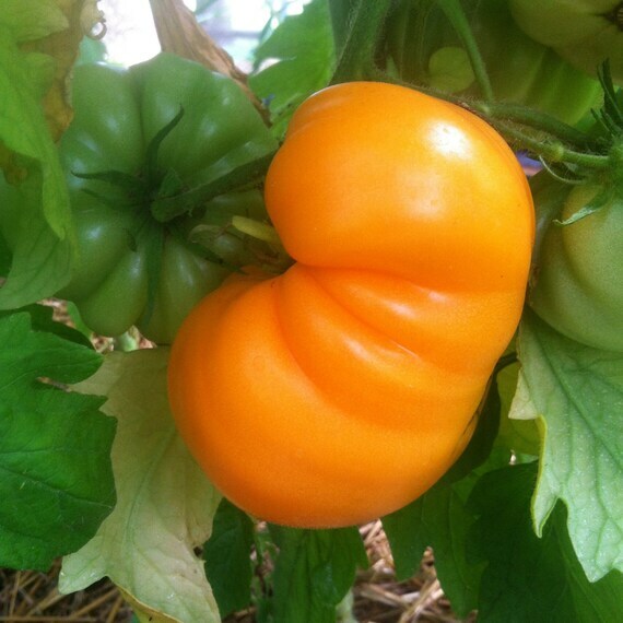 50 GOLDIE TOMATO SEEDS HEIRLOOM FRESH HARVEST FOR GARDENS