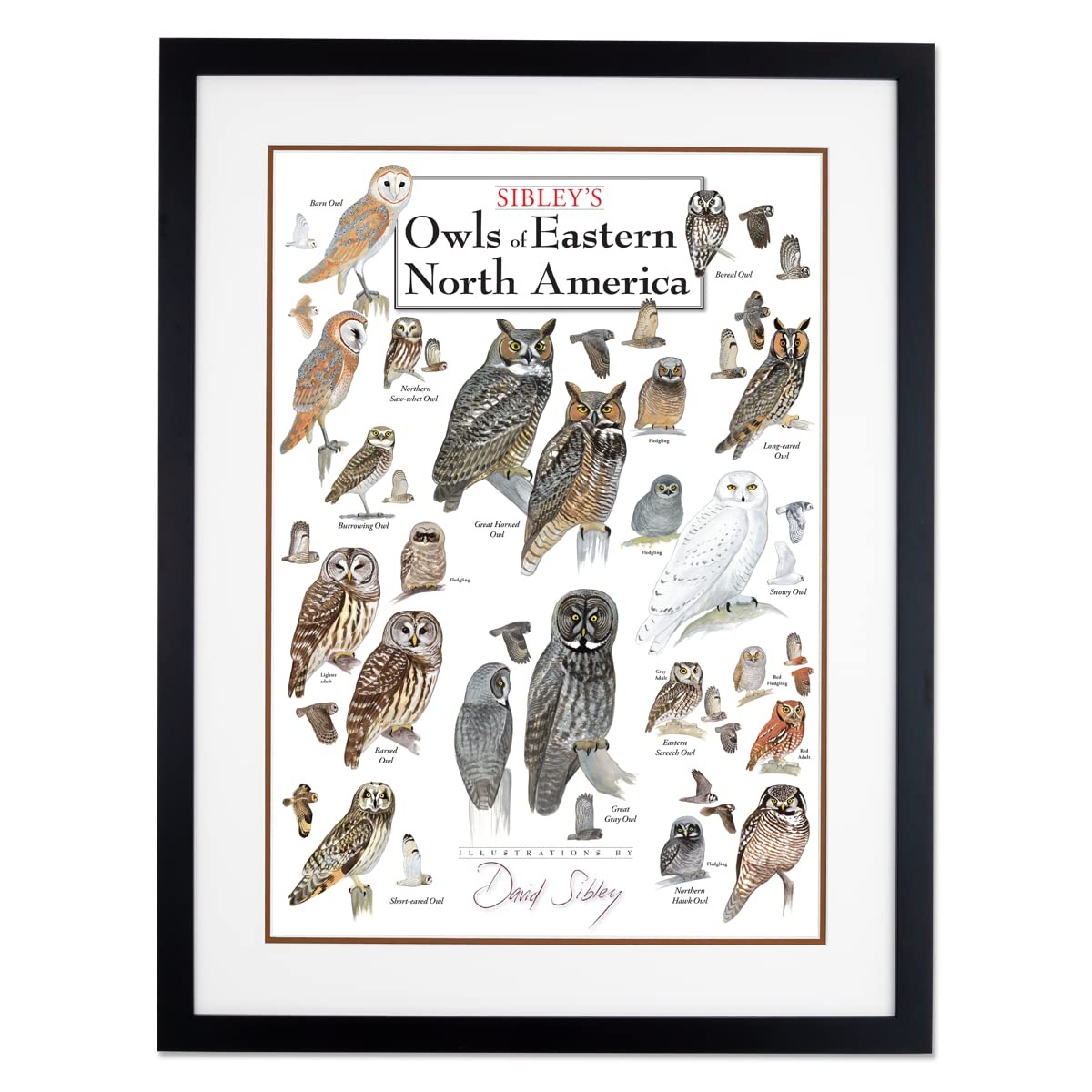 Earth Sky + Water - Sibleys Owls of Eastern North America - Double-matted
