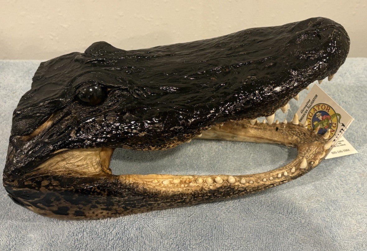 Genuine Alligator Head, Large 12-13”. American Alligator Taxidermy. Genuine Alligator Head, Large 12-13”. American Alligator Taxidermy.