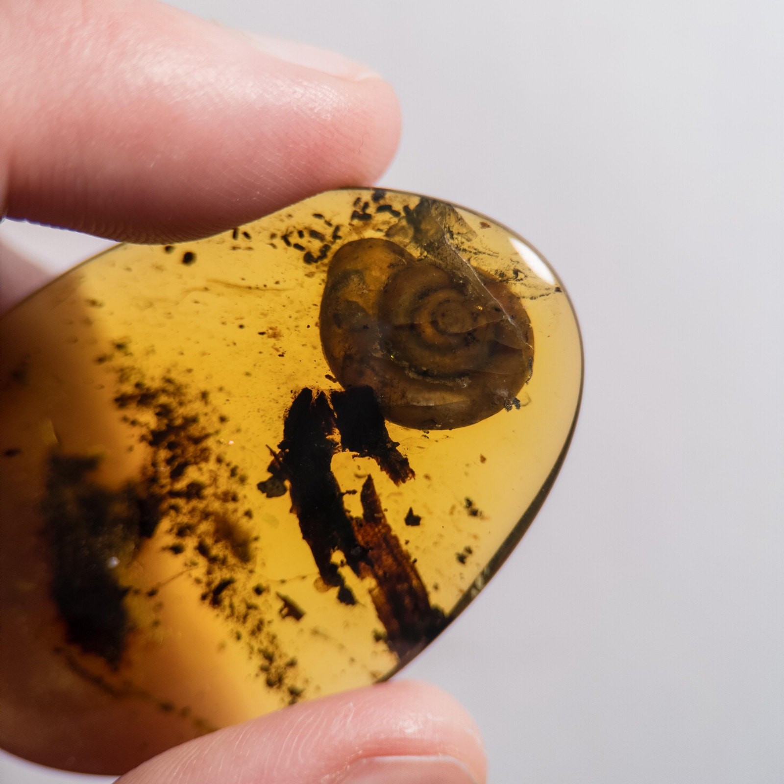 HUGE SNAIL in Burmese / Burmite amber fossil / 100% genuine amber