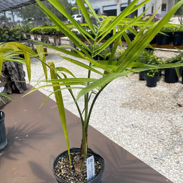 Palm Gaussia Gomez pompae - 1 gallon