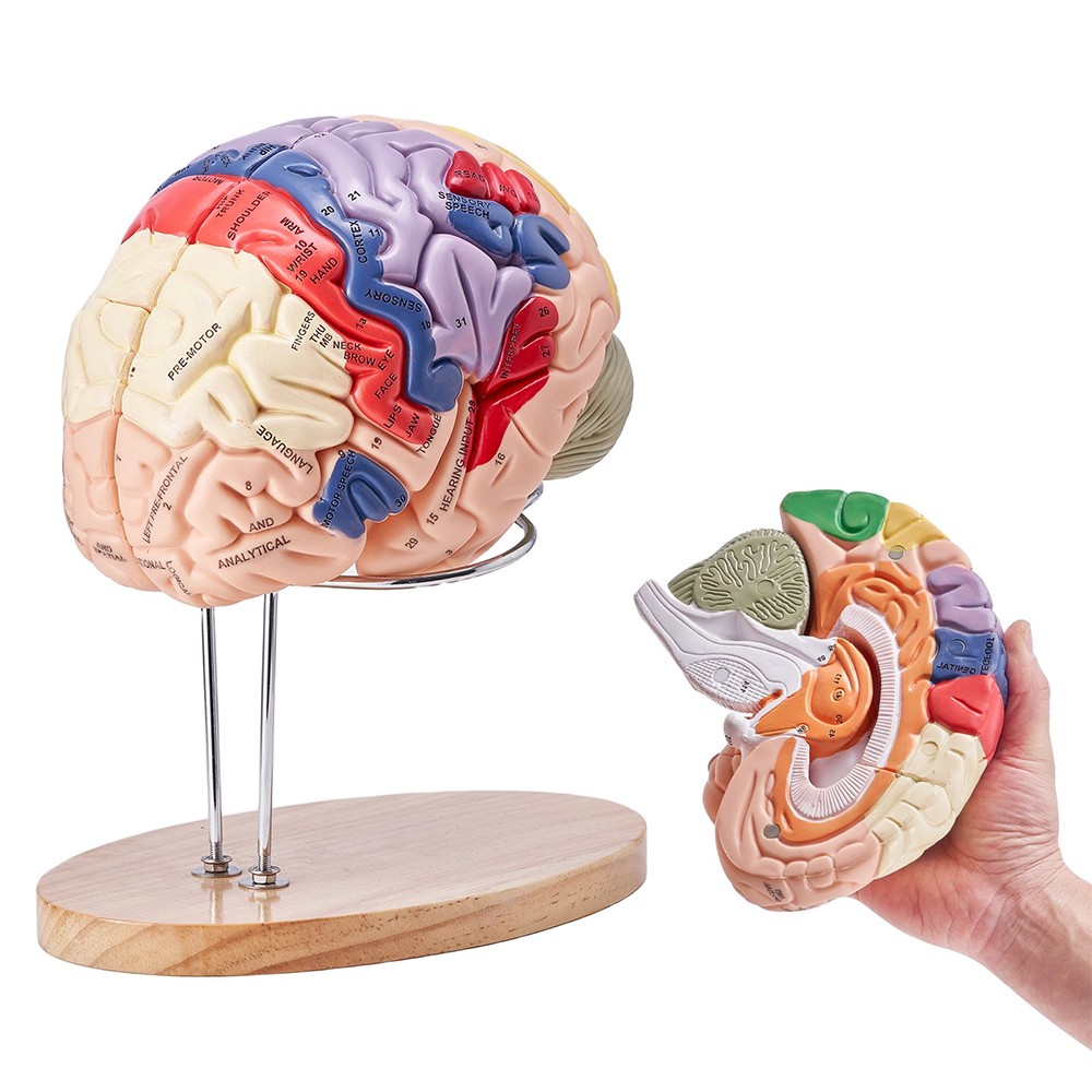 Human Brain Model Anatomy Teaching Brain Model 4-Part Labeled 2X Enlarged Human Brain Model Anatomy Teaching Brain Model 4-Part Labeled 2X Enlarged