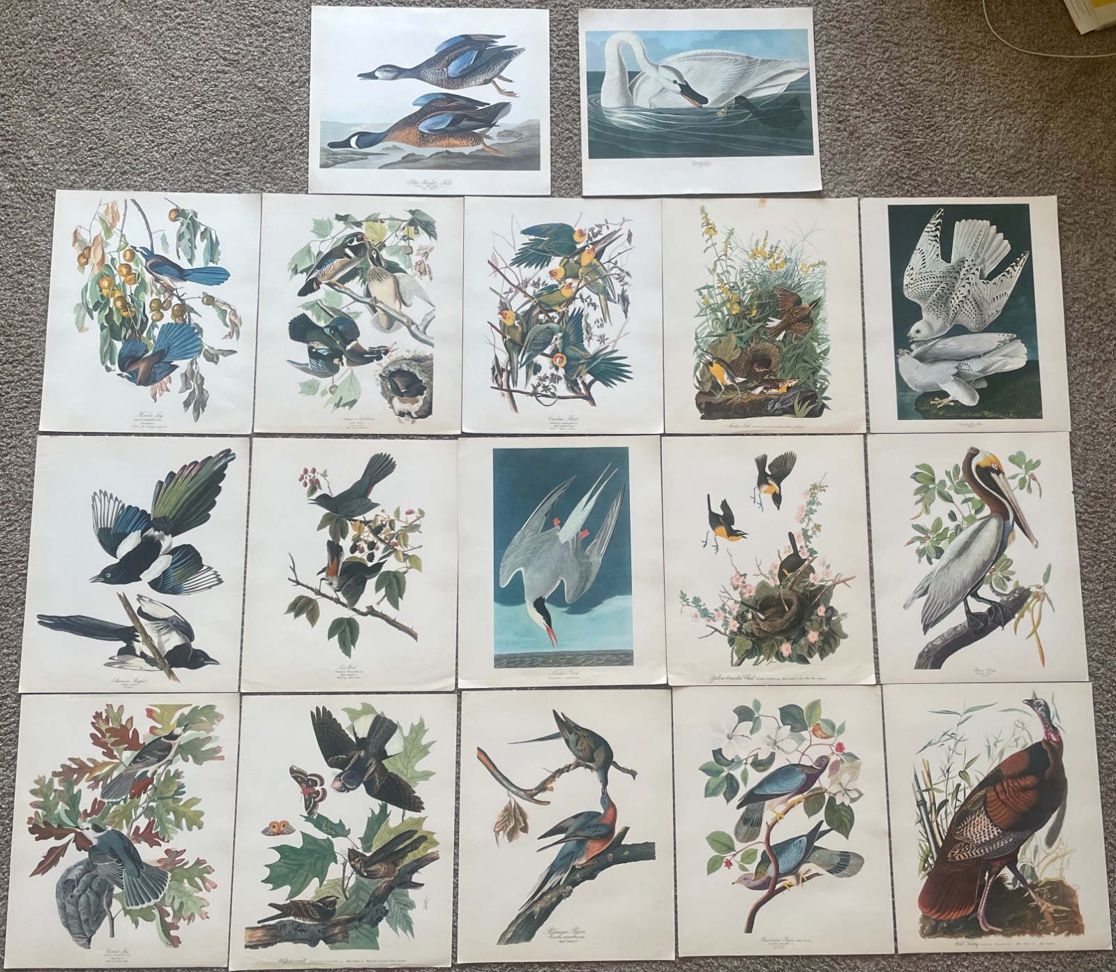 SALE - Vintage Large Audubon Bird Prints - 14” x 17” - CHOICE - Ship Free