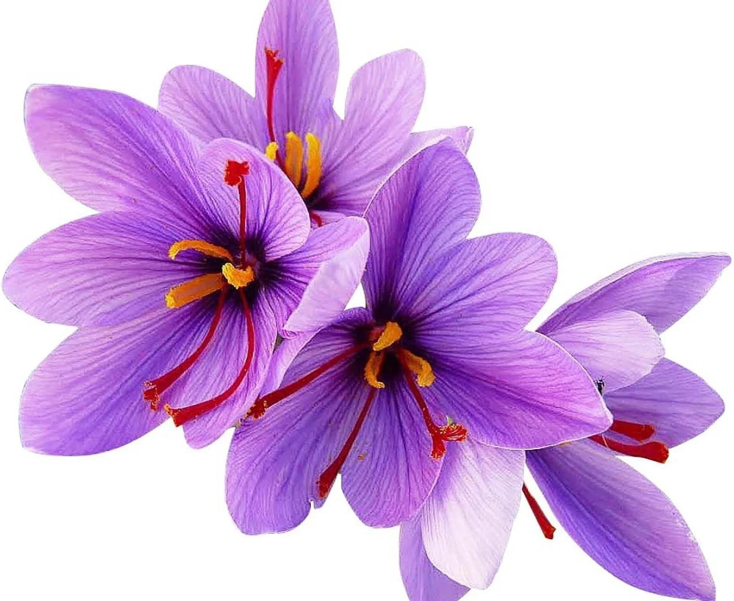 Stunning Fall Blooms – 10 Large Saffron Crocus Corms for a Beautiful Garden