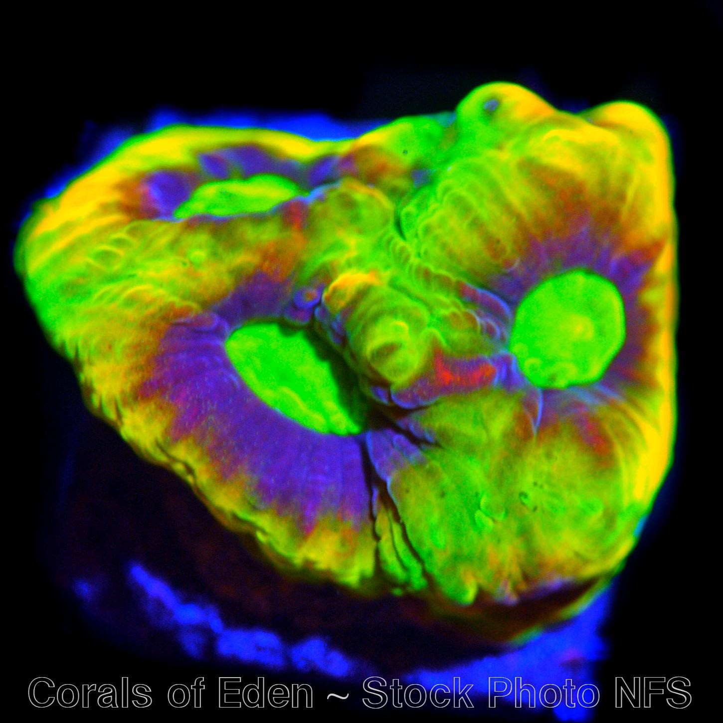 Corals of Eden ~ NON WYSIWYG Live Coral Frag ~ Dragon Soul Favia Coral ~ LPS SPS