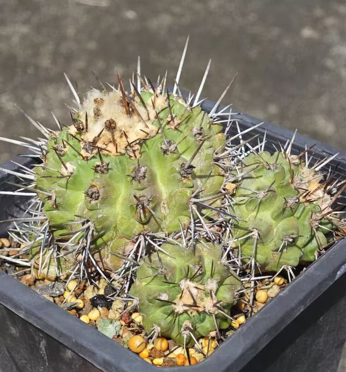 12cm RareSucculent Plant Copiapoa fiedleriana (K.Schum.) SelfRooted WYSIWYG