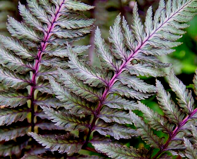 LADY FERN \'REGAL RED\' 1000 SPORES (SEEDS*) FILIX FEMINA NIPONICUM, COLD HARDY
