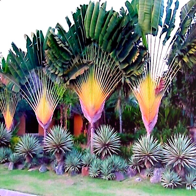 TRAVELERS PALM TREE SEEDS (Ravenala madagascariensis) Bird of Paradise Plant TRAVELERS PALM TREE SEEDS (Ravenala madagascariensis) Bird of Paradise Plant