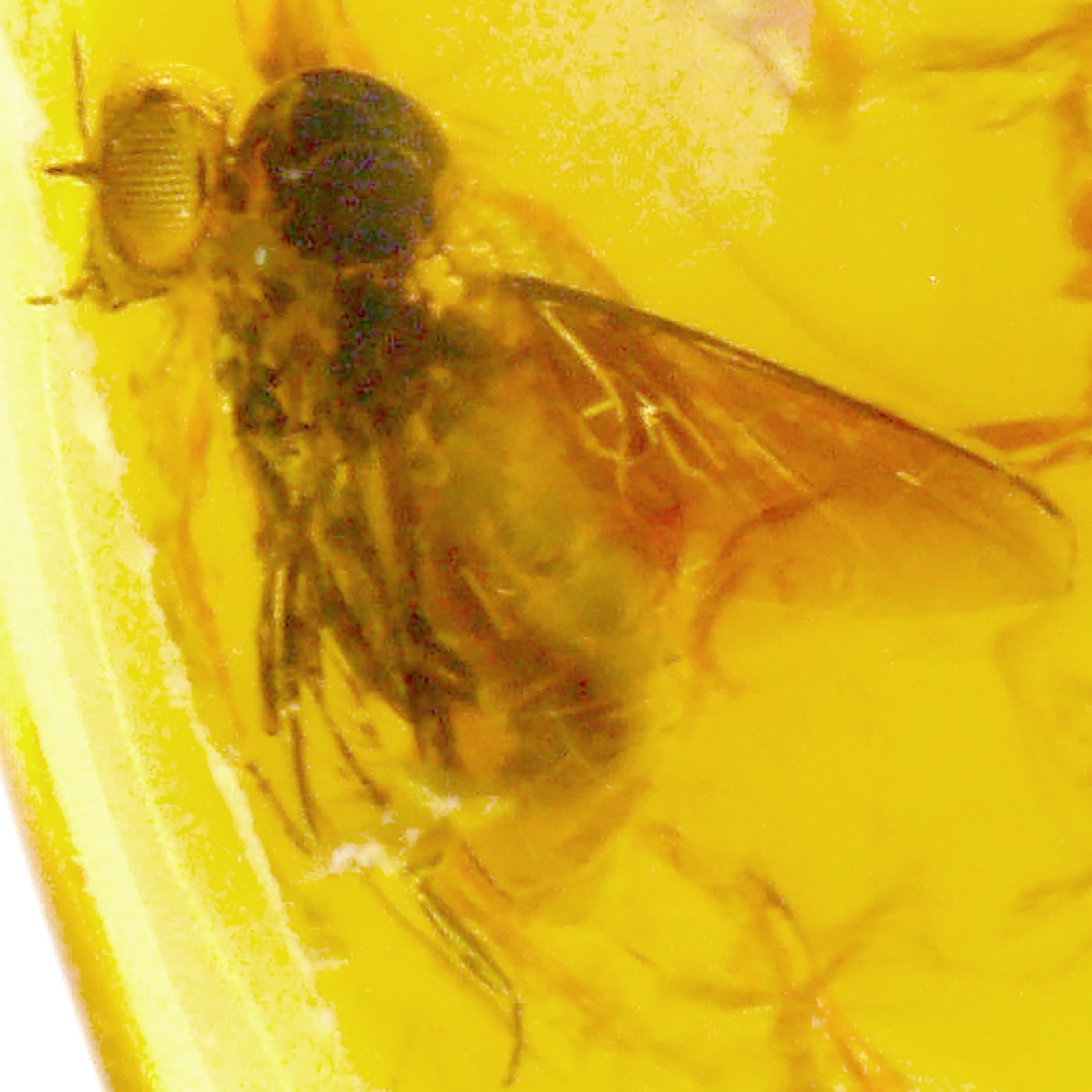 Baltic Amber Fly Inclusion and 4x Magnifying Case includes COA