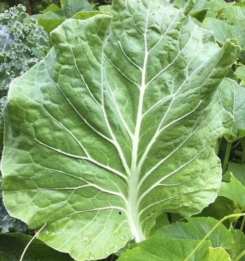 Portuguese Kale Seeds 100 - 5000 Couve Tronchuda most tender Caldo Verde soup