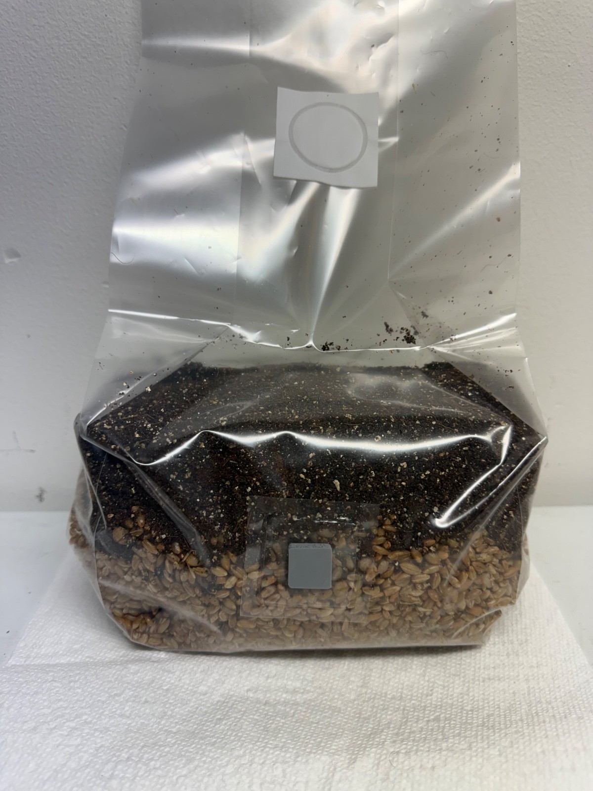 2 pack All in One Mushroom Grow Kit in a Bag (2.5 Lbs) 5lb total 2 pack All in One Mushroom Grow Kit in a Bag (2.5 Lbs) 5lb total