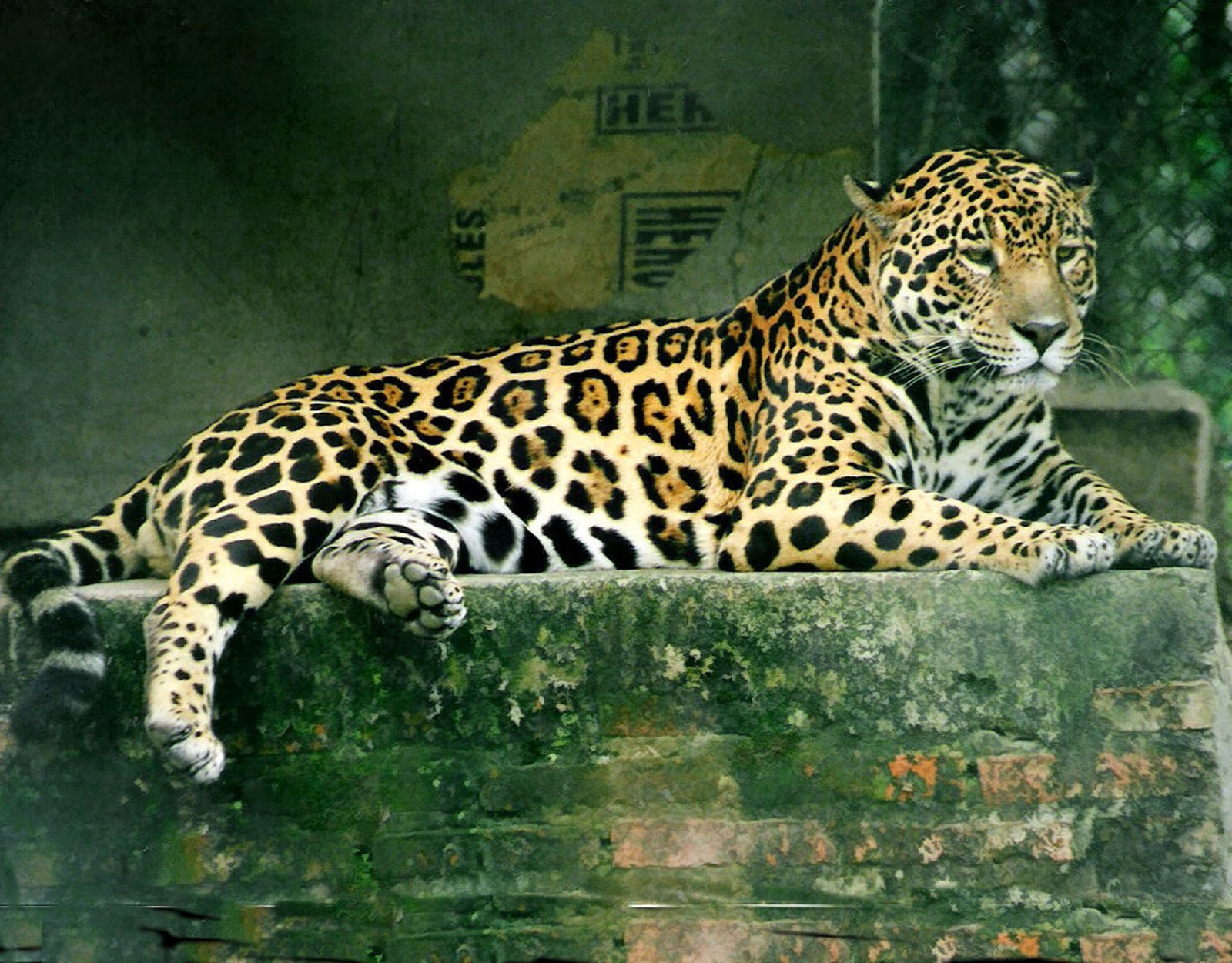 JAGUAR Stunning 8.5 x11 PHOTO