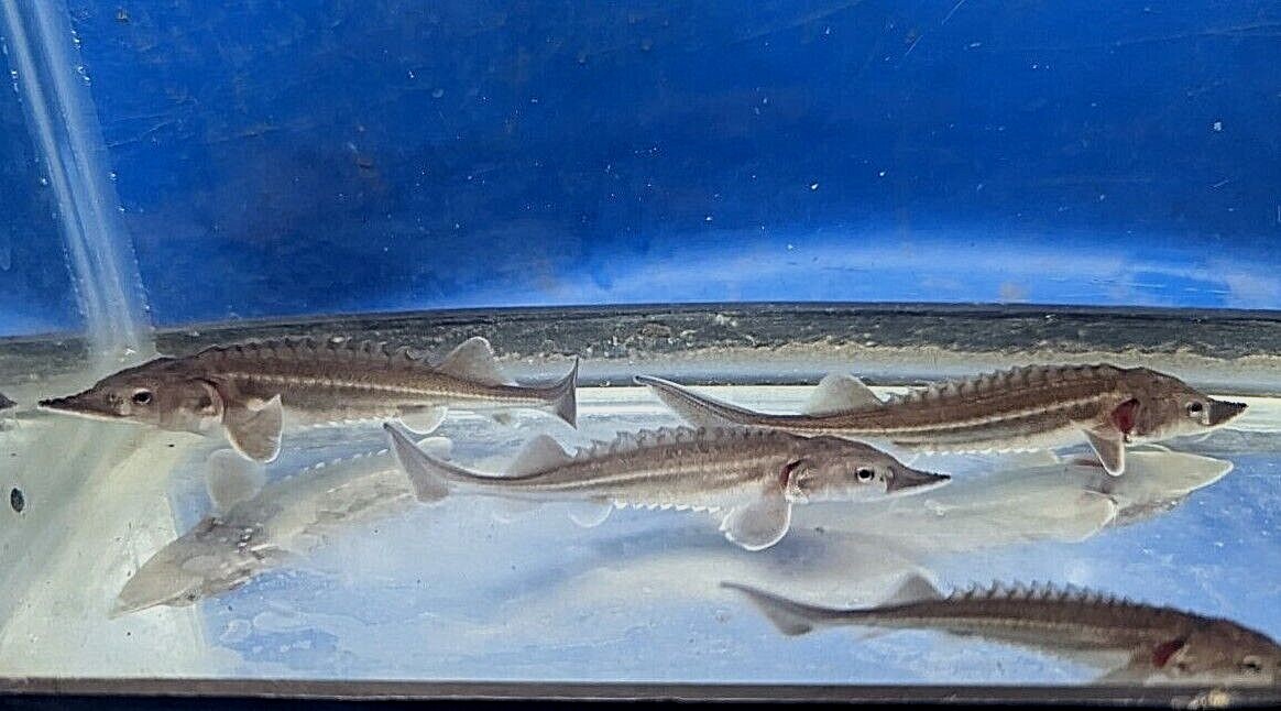 One 4 to 5 inches live White Sturgeon for Koi pond or large aquarium