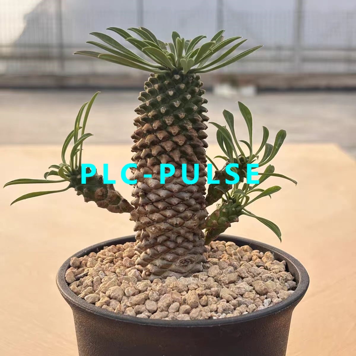 10-12CM RareSucculent plant Euphorbia bupleurifolia SelfRooted Boutique