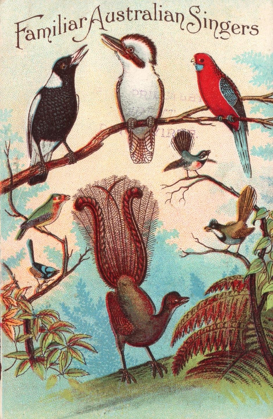 1903 Singer Sewing Machine Postcard Familiar Australian Singers Birds Undivided