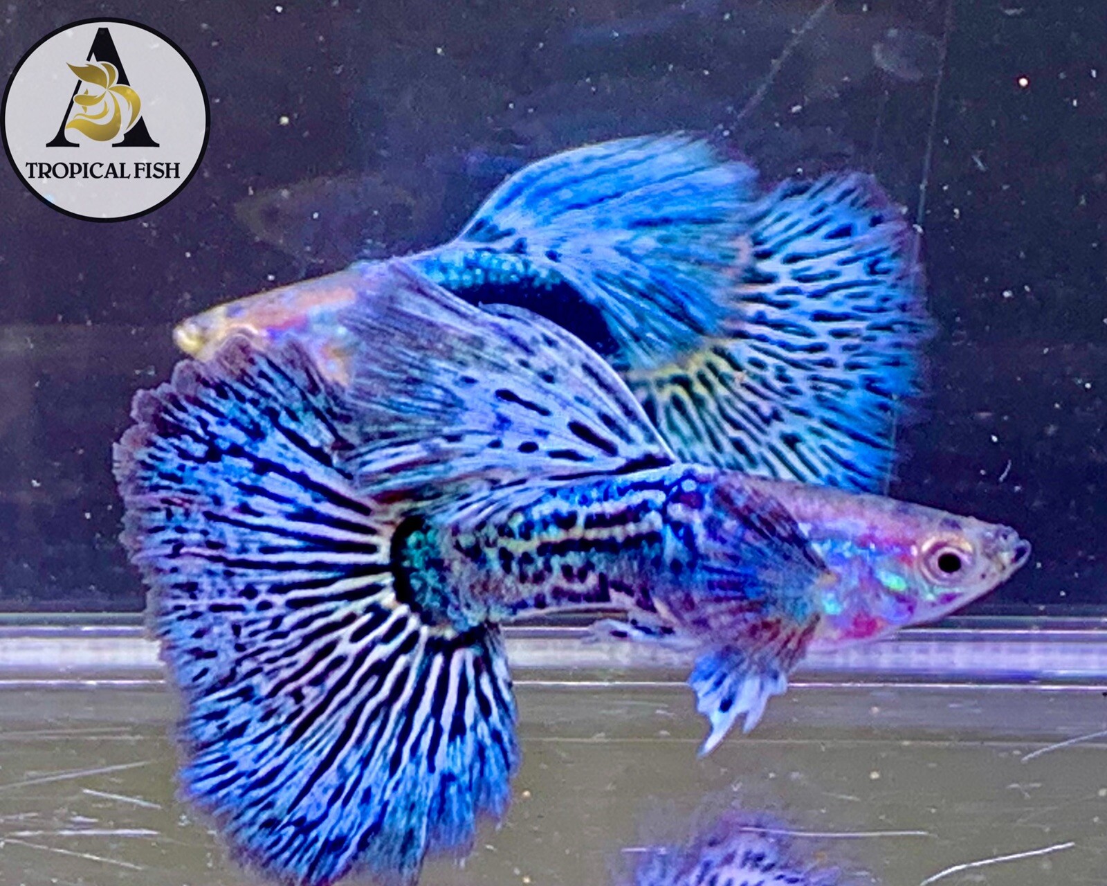 1 Trio - Blue Dragon Indo Live Guppy Fish Grade A High Quality VIP