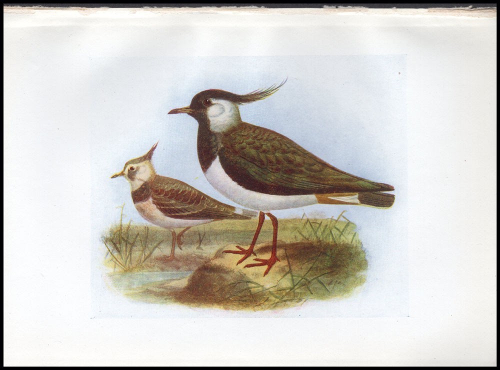 1917 H.E. Dresser Birds of Britain Original Antique Bird Print Lapwing