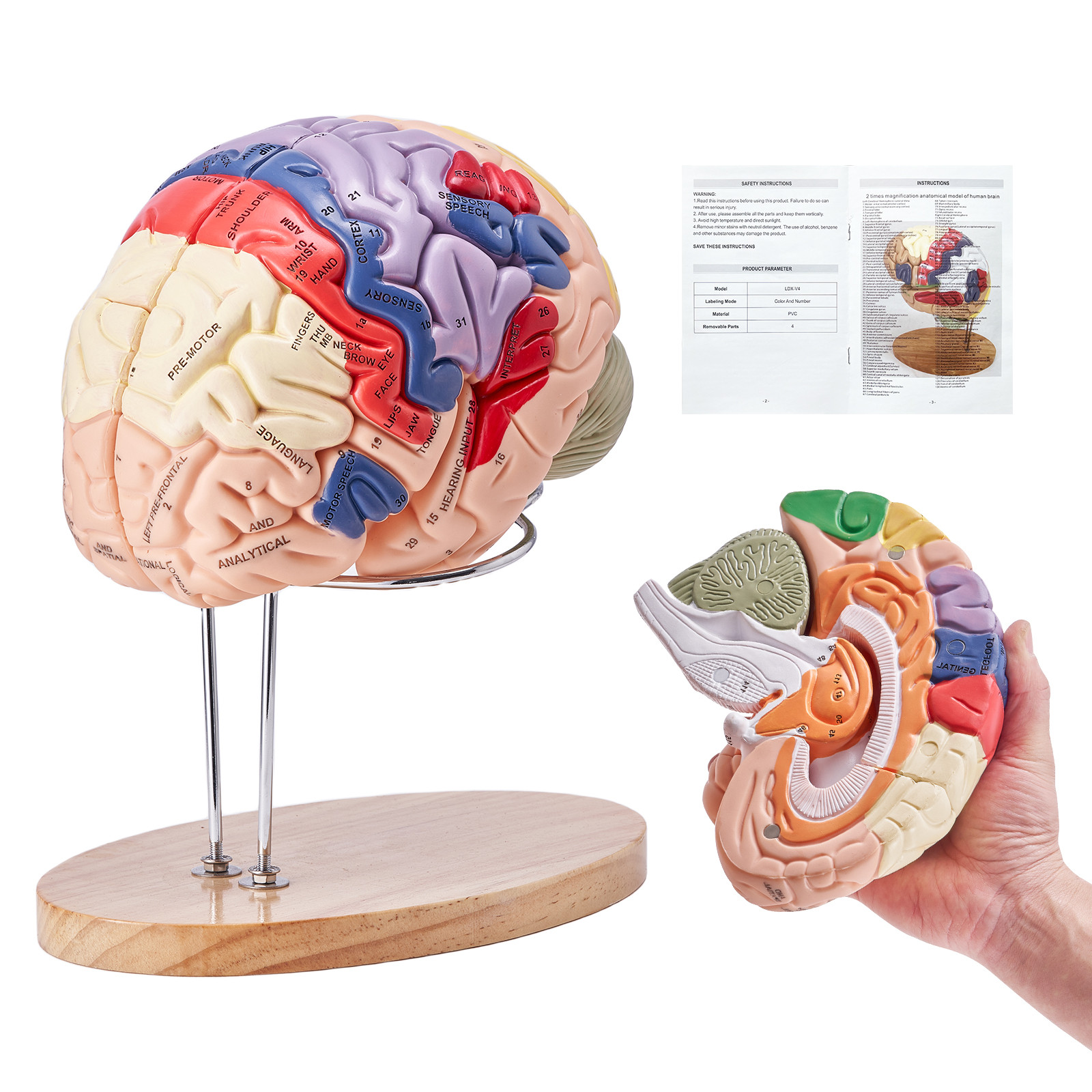 Uimoso Human Brain Model Anatomy Teaching Brain Model 4-Part Labeled 2X Enlarged