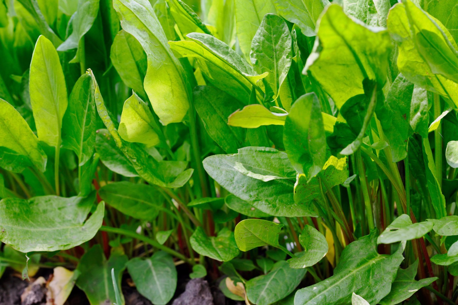 Large Leaf Sorrel Seeds, NON-GMO, Heirloom, Variety Sizes, 