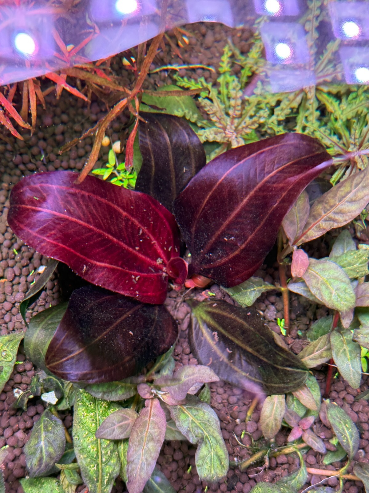 Echinodorus Iguazu 2009 Red Rare Live Aquarium Plant