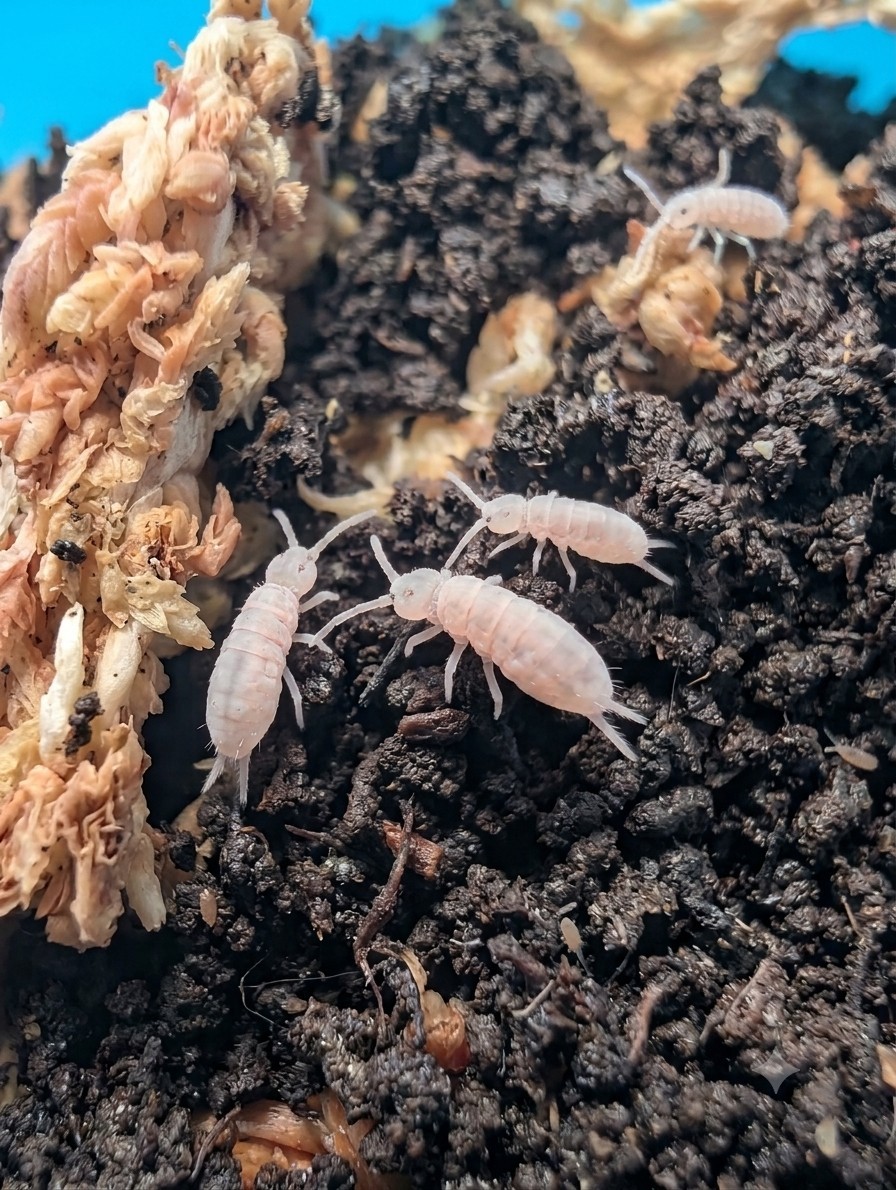 100+ Count Tropical Pink Springtails (Coecobrya tenebricosa)🪷  