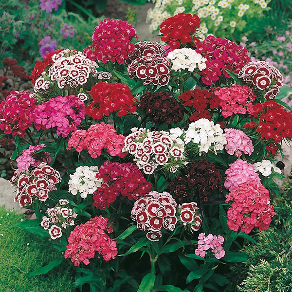 500 -SWEET WILLIAM SINGLE MIX SEEDS FRESH HARVEST FOR GARDENS